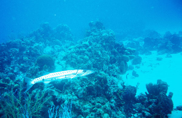 8667202-R1-046-21A